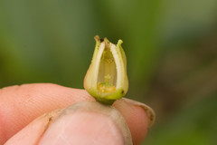 Melicope christophersenii