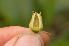 Melicope christophersenii