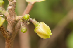 Melicope christophersenii