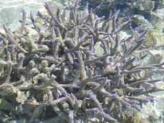 Acropora muricata