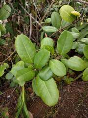 Melicope christophersenii