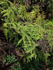 Sticherus owhyhensis