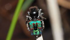 Maratus hortorum