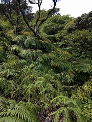 Sticherus owhyhensis