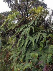 Sticherus owhyhensis