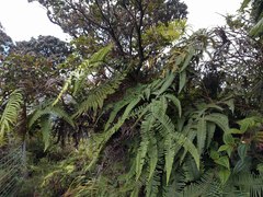 Sticherus owhyhensis