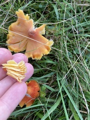 Hygrocybe intermedia