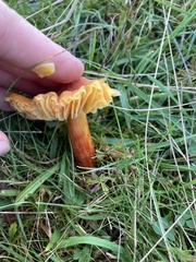 Hygrocybe intermedia