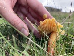 Hygrocybe intermedia