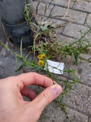 Senecio inaequidens