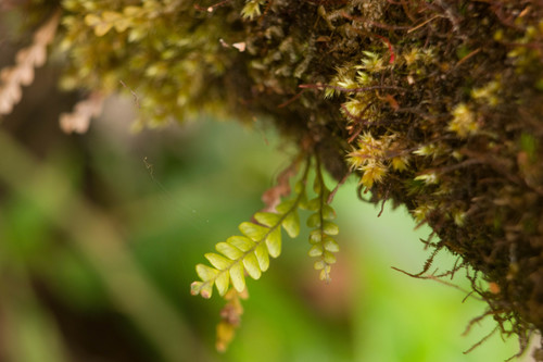 Graceful kihifern (Adenophorus pinnatifidus)