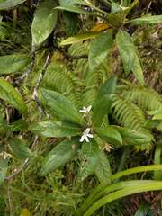 Scaevola gaudichaudiana
