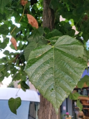 Tilia platyphyllos