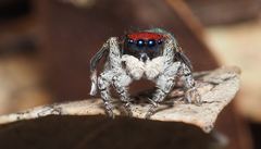 Maratus hortorum