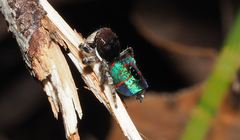 Maratus hortorum