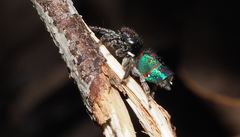 Maratus hortorum