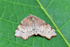 Achrosis