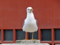 Larus michahellis
