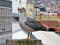 Larus michahellis