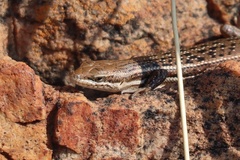 Trachylepis laevigata
