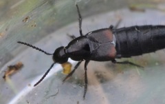 Philonthus coprophilus
