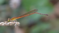 Ceriagrion glabrum