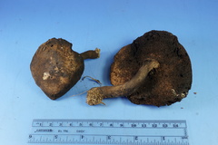 Tylopilus griseocarneus