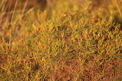 Acacia orthocarpa
