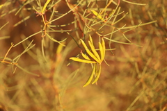 Acacia orthocarpa