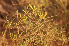 Acacia orthocarpa