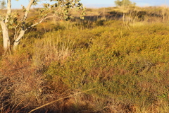 Acacia orthocarpa