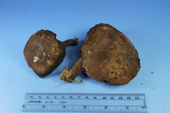 Tylopilus griseocarneus