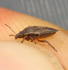 Sciocoris maculatus