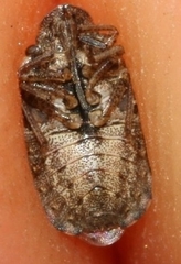 Sciocoris maculatus