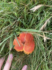 Hygrocybe intermedia