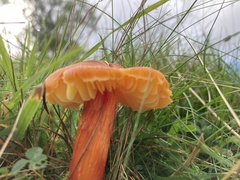 Hygrocybe intermedia