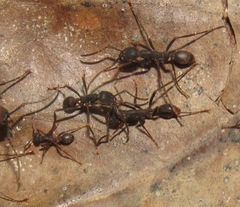 Eciton burchellii