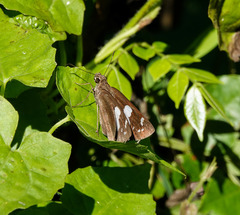 Notocrypta