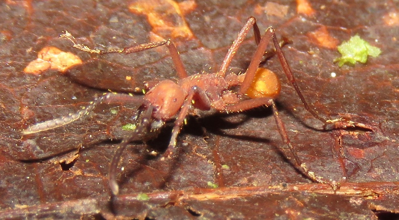 Eciton dulcium