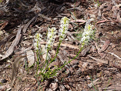 Stackhousia aspericocca
