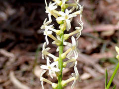Stackhousia aspericocca