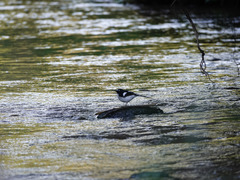 Enicurus immaculatus