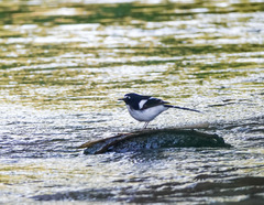 Enicurus immaculatus