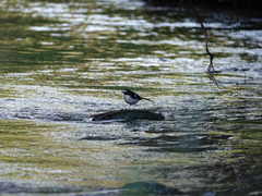 Enicurus immaculatus