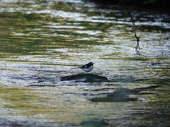 Enicurus immaculatus