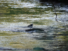 Enicurus immaculatus