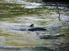 Enicurus immaculatus