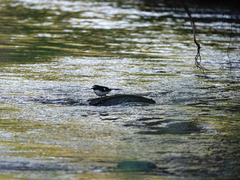 Enicurus immaculatus