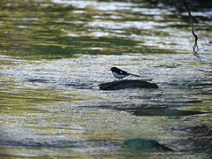 Enicurus immaculatus