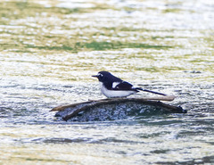 Enicurus immaculatus